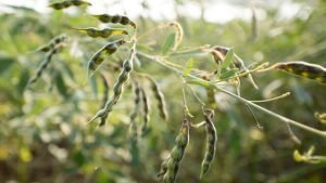 Read more about the article Agriculture : ತೊಗರಿ ಬೆಳೆಯ ಇಳುವರಿ ಹೆಚ್ಚಿಸಲು ಕೃಷಿ ಇಲಾಖೆಯ ಸಲಹೆ!
