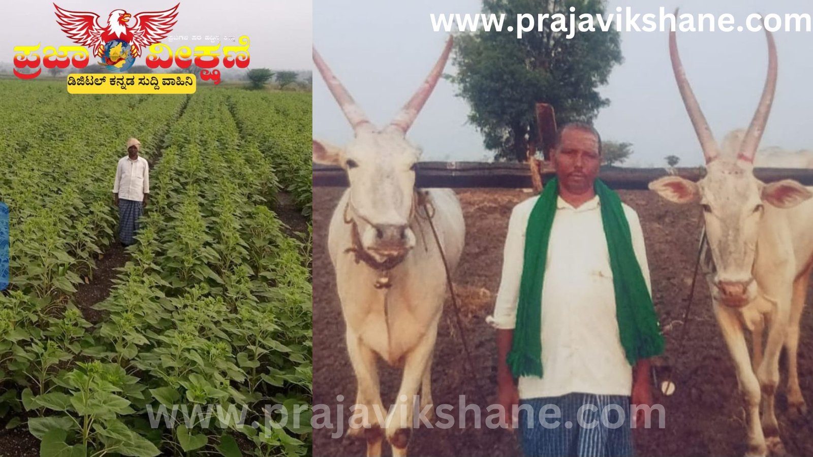 Read more about the article SPECIAL STORY : ಸಮಗ್ರ ಕೃಷಿ ಹಾಗೂ ಹೈನುಗಾರಿಕೆಯಲ್ಲಿ ಖುಷಿ ಕಂಡ ಗೊಜನೂರಿನ ಪ್ರಗತಿಪರ ರೈತ ಚನ್ನಪ್ಪ ಷಣ್ಮುಖಿ!
