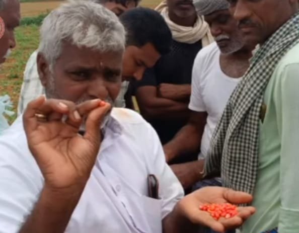 Read more about the article LOCAL NEWS : ಕಳಪೆ ಬಿತ್ತನೆ ಬೀಜ ಪೂರೈಕೆ : 15 ದಿನ ಕಳೆದರು ಬಾರದ ಮೊಳಕೆ!