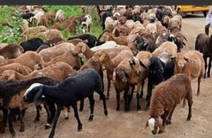 Read more about the article LOCAL NEWS: “ರೈತರಿಗೆ ಕುರಿ ಮತ್ತು ಮೇಕೆ ಸಾಕಾಣಿಕೆ ತರಬೇತಿ “