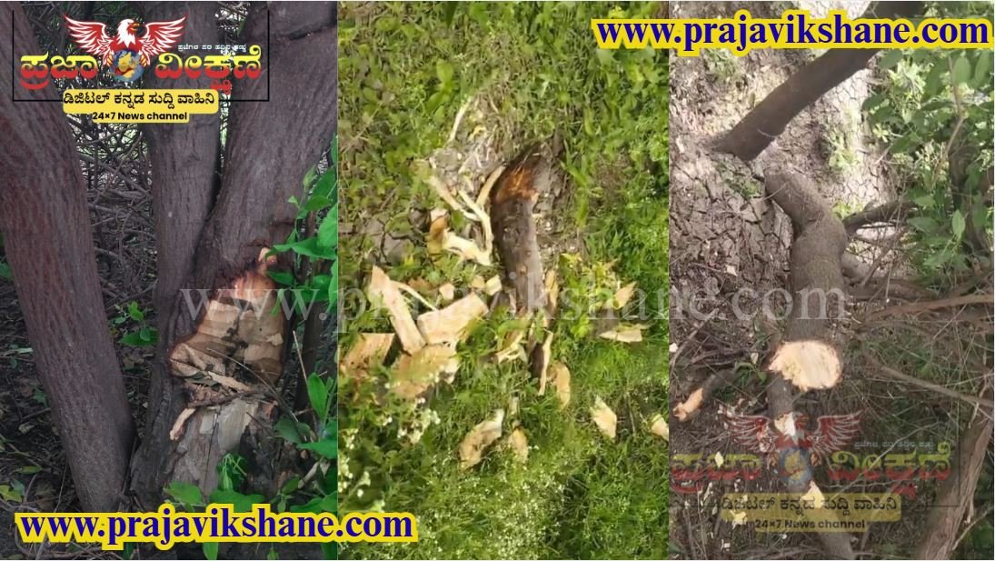 Read more about the article BIG  NEWS : ಅವಳಿ ತಾಲೂಕಿನಲ್ಲಿ ಶ್ರೀಗಂಧದ ಮರಗಳಿಗೆ ರಕ್ಷಣೆ ಇಲ್ಲ: ಹೊರ ರಾಜ್ಯಗಳಿಗೆ ಕಳ್ಳ ಸಾಗಣೆ..!! : ಕಣ್ಣುಮುಚ್ಚಿ ಕುಳಿತ ಅರಣ್ಯ ಅಧಿಕಾರಿಗಳು..?