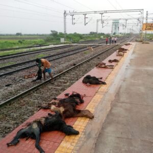 Read more about the article BIG NEWS : ರೈಲ್ವೆ ಹಳಿಗೆ ಕುರಿಗಳ ದುರ್ಮರಣ : ಬೀದಿಗೆ ಬಂದ ಕುರಿಗಾಹಿ ಕುಟುಂಬ..!