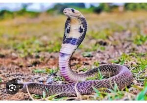 Read more about the article ALERT NEWS : “ಗಂಗಾವತಿ | ಹಾವು ಕಡಿದು ಮಹಿಳೆ ಸಾವು : ಪರಿಹಾರಕ್ಕೆ ಸ್ಥಳೀಯರ  ಒತ್ತಾಯ”