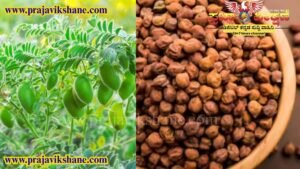 KOPPAL NEWS : ಬೆಂಬಲ ಬೆಲೆಯಲ್ಲಿ ಕಡಲೇಕಾಳು ಖರೀದಿ ನೋಂದಣಿ ಕೇಂದ್ರಗಳ ಪ್ರಾರಂಭ..!!