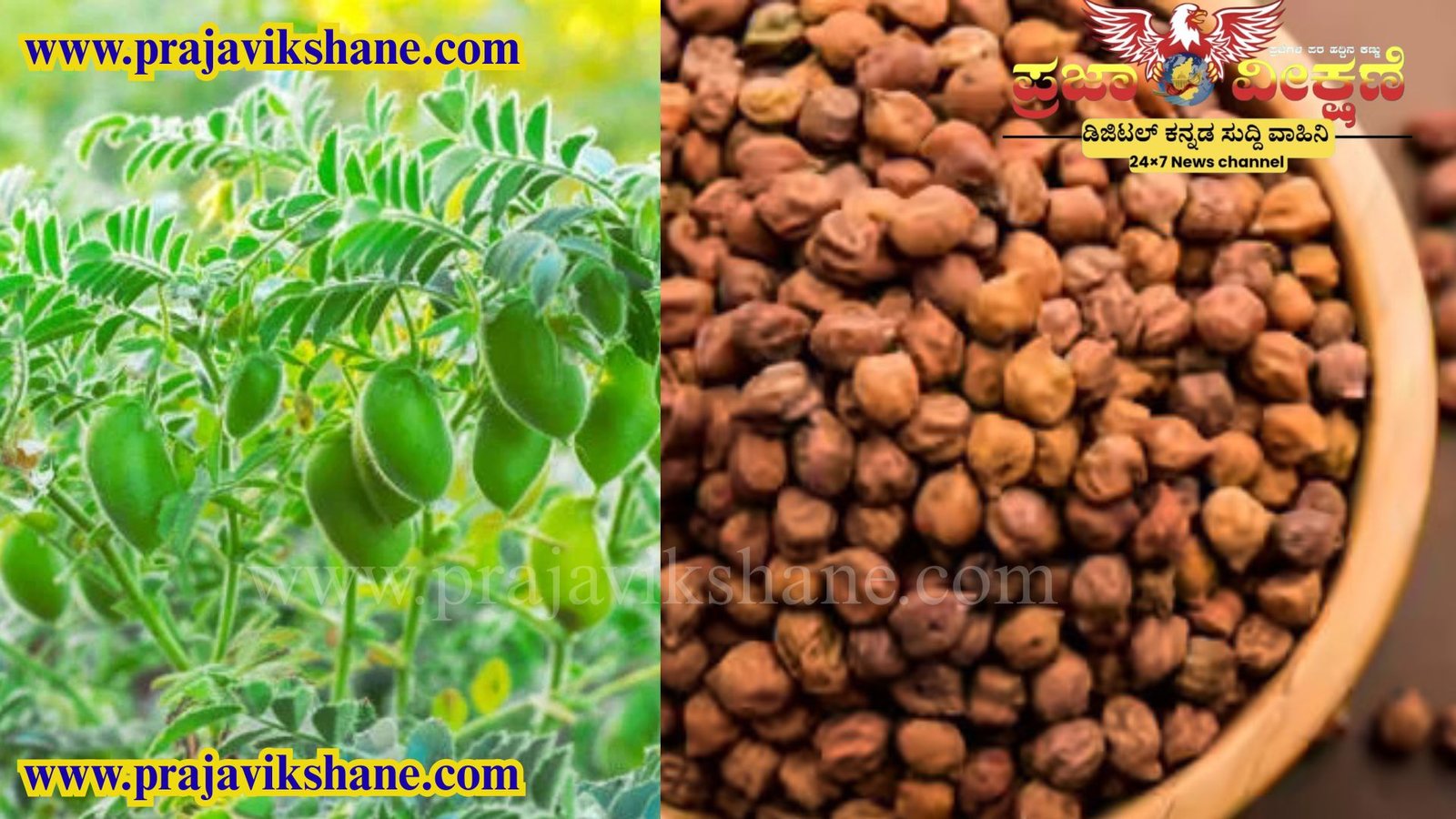 Read more about the article KOPPAL NEWS : ಬೆಂಬಲ ಬೆಲೆಯಲ್ಲಿ ಕಡಲೇಕಾಳು ಖರೀದಿ ನೋಂದಣಿ ಕೇಂದ್ರಗಳ ಪ್ರಾರಂಭ..!!