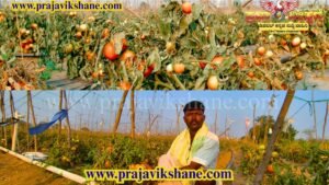 P.V.SPECIAL STORY : ಕಣ್ಣೀರಲ್ಲಿ ಕೈತೊಳೆಯುತ್ತಿರುವ ಟೊಮೆಟೊ ಬೆಳೆಗಾರರು.!!