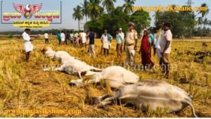 BREAKING : ​ಸಿಡಿಲು ಬಡಿದು ಆರು ಹಸುಗಳ ದುರ್ಮರಣ: ರೈತ ಕುಟುಂಬ ಕಂಗಾಲು..!
