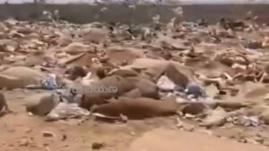 ಗೋಮಾತೆ ಕೇವಲ ರಾಜಕೀಯಕ್ಕಷ್ಟೇ ಸೀಮಿತವೇ?: ರಾಜಸ್ಥಾನದ ಜೈಸಲ್ಮೇರ್‌ನಲ್ಲಿ ಸಾವಿರಾರು ಹಸುಗಳ ದುರ್ಮರಣ; ಕಣ್ಣುಮುಚ್ಚಿ ಕುಳಿತ ಅಧಿಕಾರಿಗಳು, ಮೂಕಪ್ರೇಕ್ಷಕರಾದ ಗೋರಕ್ಷಕರು!!