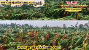 BREAKING NEWS : ಕೊಪ್ಪಳ | ಭಾರಿ ಗಾಳಿ-ಮಳೆಯ ಅಬ್ಬರ; ಧರೆಗುರುಳಿದ ಬೃಹತ್ ಮರಗಳು, ಸಂಪೂರ್ಣ ನಾಶವಾದ ಬಾಳೆ ಬೆಳೆ!